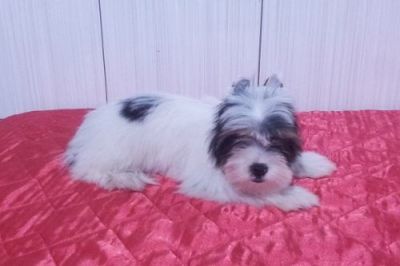 Biewer Yorkshire Terrier - Último Filhote