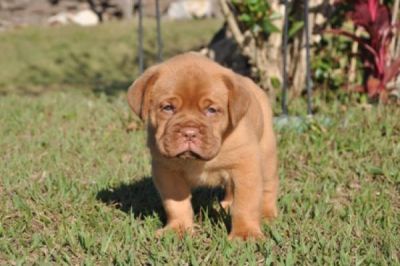 venda de lindos filhotes de dogue de bordeaux