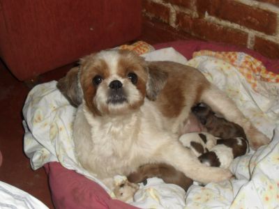 Venda de filhotes de basset hound e shih tzu