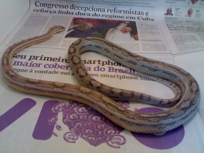 Corn Snake/Cobra do Milho