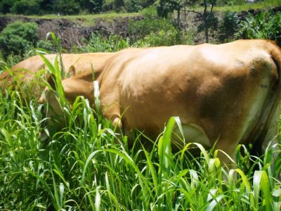 Novilhas jersey à venda em Chapecó-SC