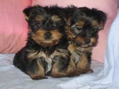 Yorkshire Terrier miniatura Filhotes Muito pedigree