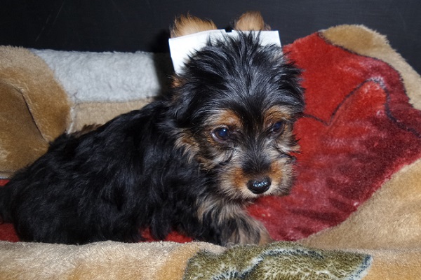 Filhote macho de Yorkie