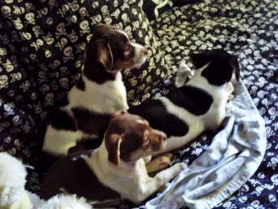 terrier brasileiro(fox paulistinha)