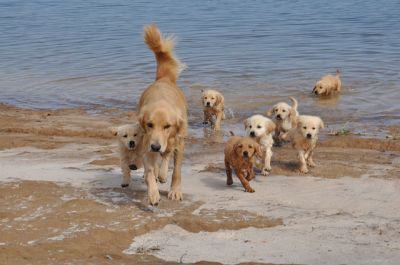 Vendo lindos filhotes de golden retriever