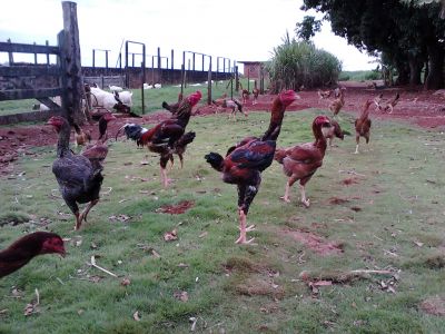 FRANGOS ÍNDIO GIGANTE-LONDRINA-PARANÁ-BRASIL.