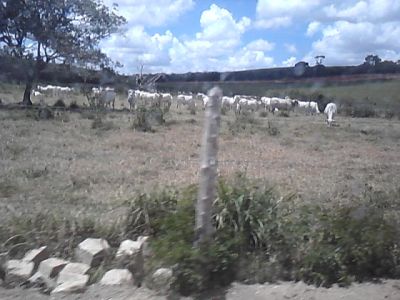  a maior e melhor fazenda a venda em alagoas