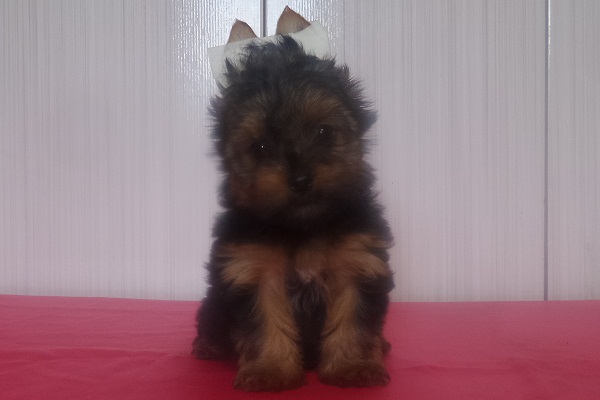 Filhotes de Yorkshire Terrier