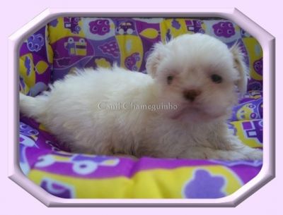 Vendo Shih-Tzu
