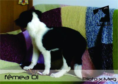 Vendo Filhotes Border Collie