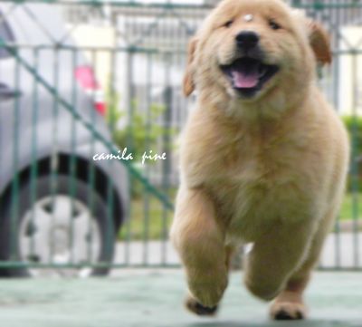 Golden Retriever ninhada maravilhosa enviamos para todo Brasil