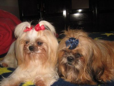 Vendo filhotes de cahorros da raça Shi Tzu