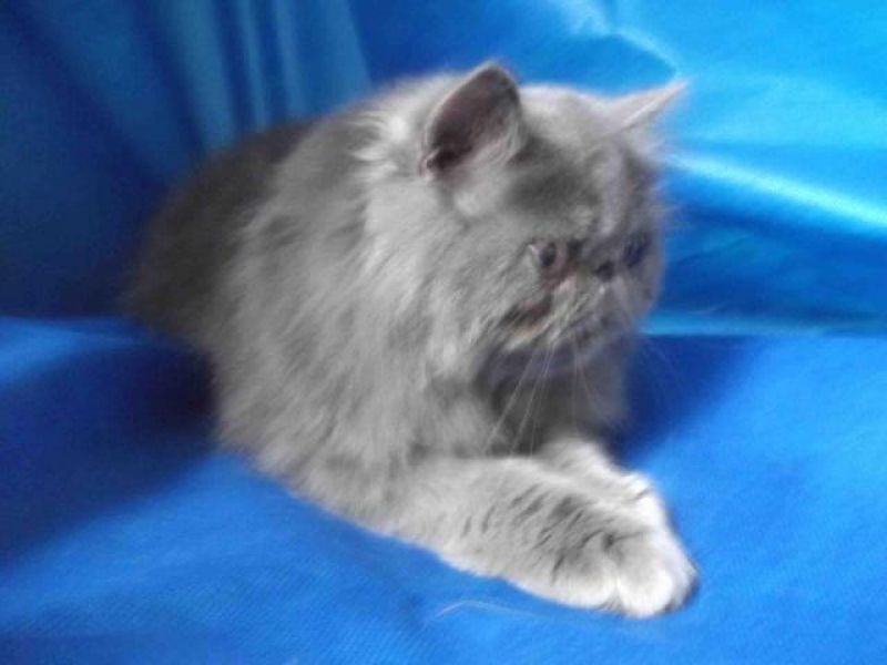 Plantel de gatas persas 