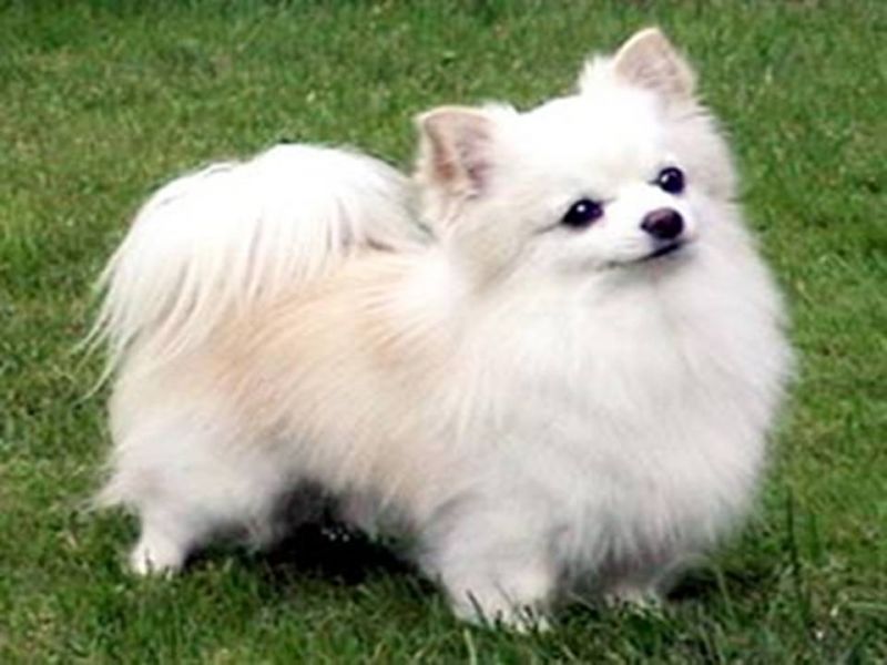 jw terapeuta comportamental  para cães