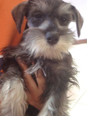 Filhotes de Schnauzer miniatura