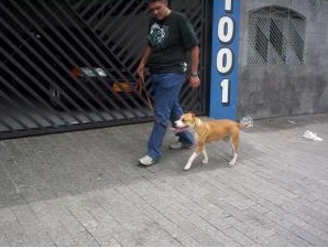 Adestramento de cães Tatuapé