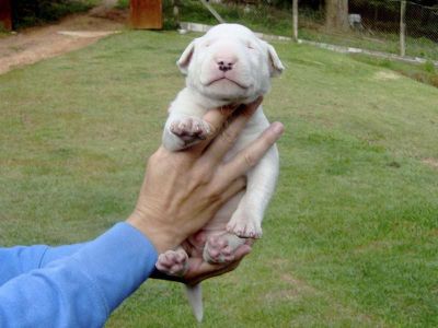Filhotes Bull Terrier Anabrum