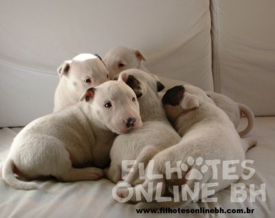 Bull Terrier - Canil Filhotes On Line BH
