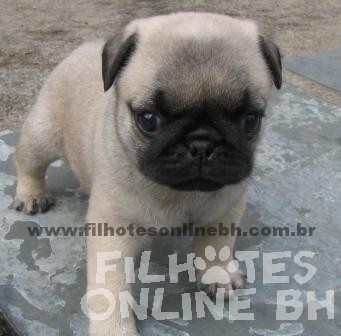 Pug - Canil Filhotes On Line BH