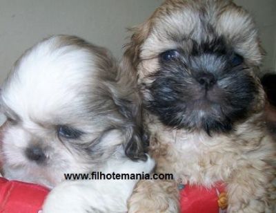 Pet Shop, Porto Alegre, tem, filhote, shih tzu,