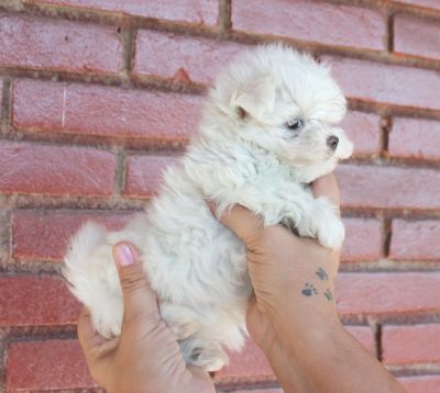 Canil puppy- vd filhotes maltes-SP