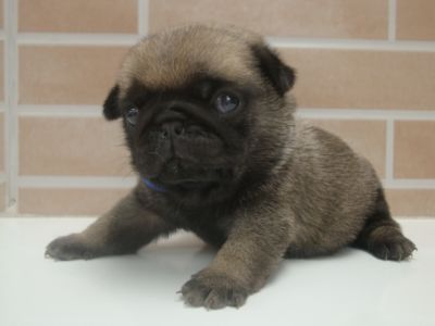 Pug Filhotes em Curitiba - Canil de Pug em Curitiba