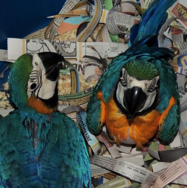 Arara Canindé a venda