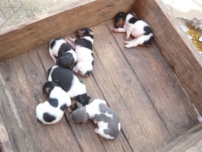 terrier brasileiro(fox paulistinha)