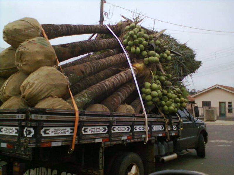 Mudas Frutiferas e Ornamentais em Geral