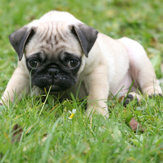 Filhotes de Pug Femea - Entrega Imediata