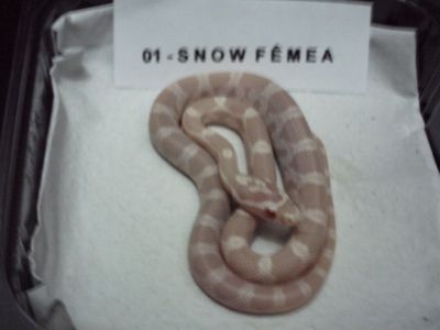 Corn Snake/Cobra do Milho