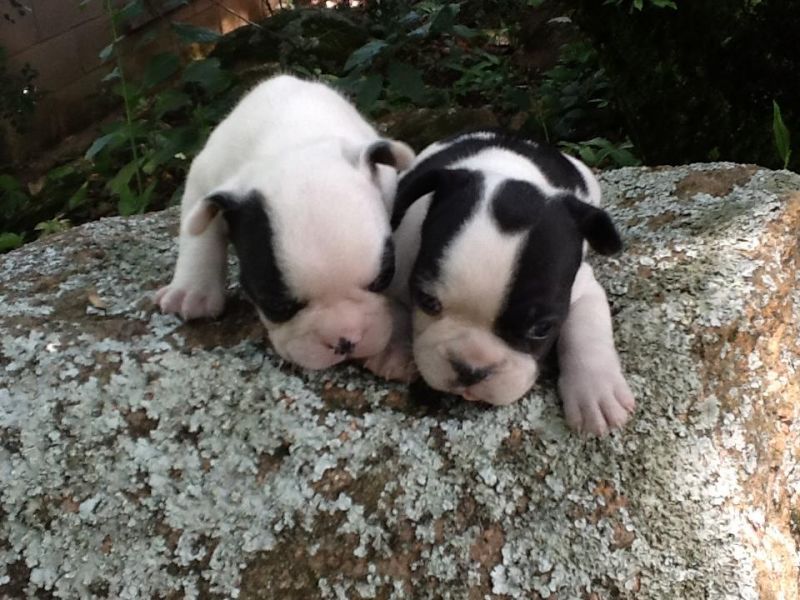 Lindos filhotes de shihztu e bulldog frances e spitz alemao