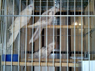 Calopsitas para vendas