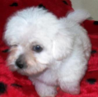 Filhote, Maltes, Porto Alegre, Pet Shop,