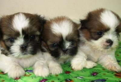 Filhote, shih tzu, Porto Alegre, Pet Shop,