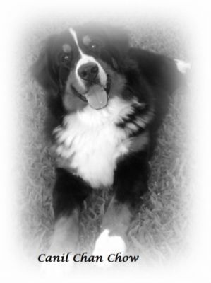 Filhotes de Bernese Mountain Dog