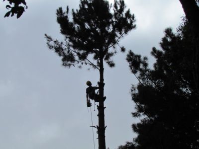 Empresa de Corte de Árvores em Curitiba