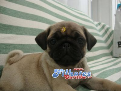 PUG EM CURITIBA LINDOS FILHOTES