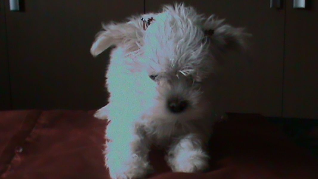 Linda feminha de Mlates, bem pequenina