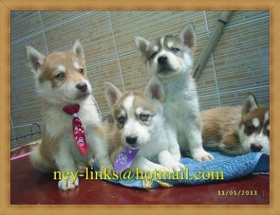 Filhotes de Husky Siberiano