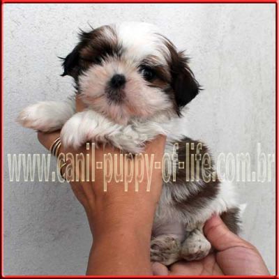 Canil puppy of life- vd filhotes shih tzu-SP
