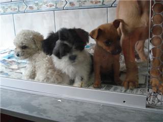 Canil dogs Valents:Excelência em filhotes