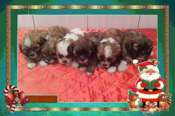 Lindas Fêmeas de Lhasa Apso