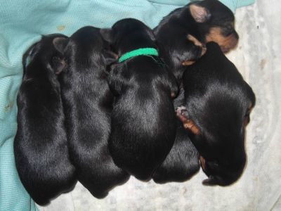 magnificos filhotes yorkshire