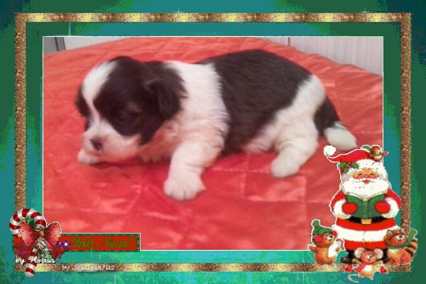 Lindas Fêmeas de Lhasa Apso