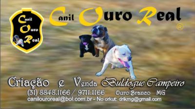 Canil Ouro Real - Buldogue Campeiro