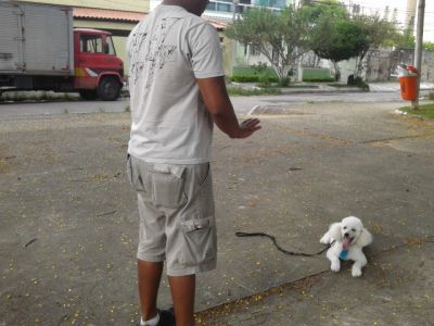 Adestramento inteligente de cães ( sem castigo)