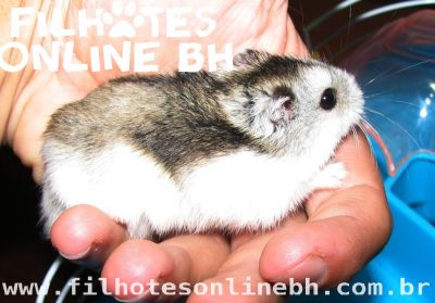 Hamster Chines filhotes a venda - Puppies for sale