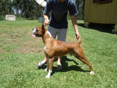Lindos Filhotes de Boxer Brancos