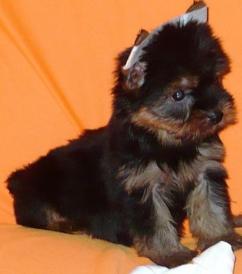 YORKSHIRE MACHINHOS 2 FILHOTES DISPONIVEIS VALOR 400,00 REAIS